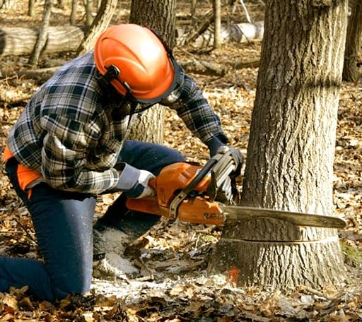 Tree Removal in Ogema, MN